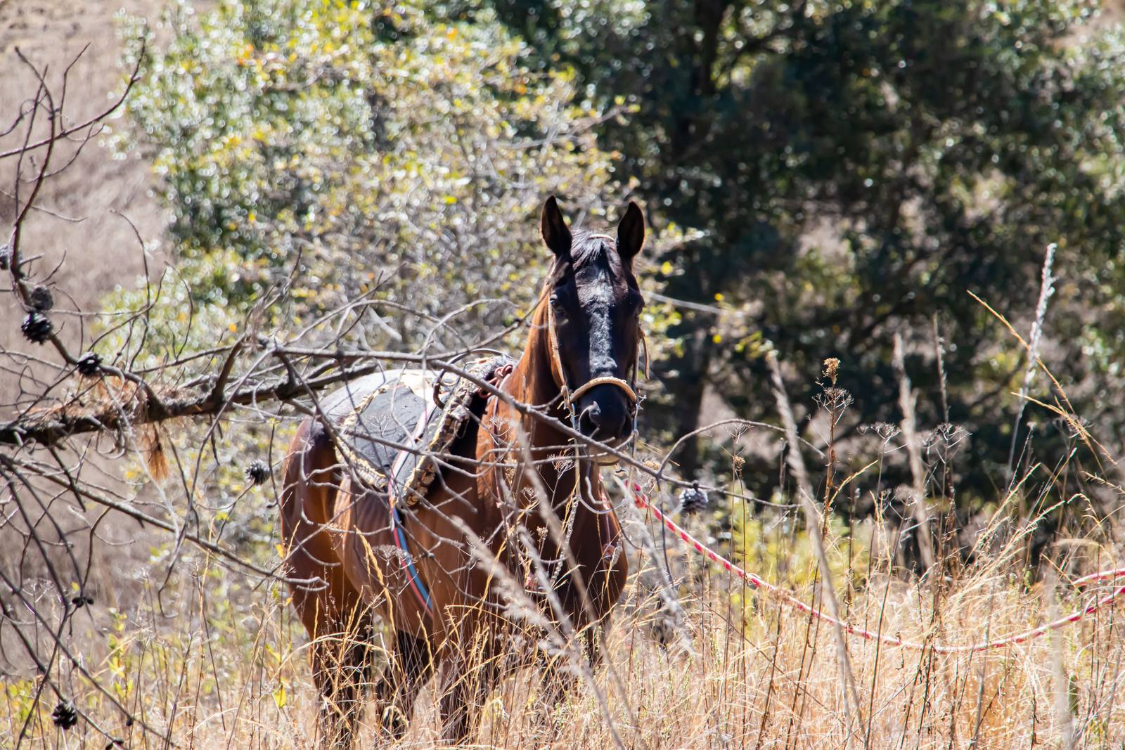 Jinete principiante en clase de equitación con un caballo del rancho en Calpan, Puebla