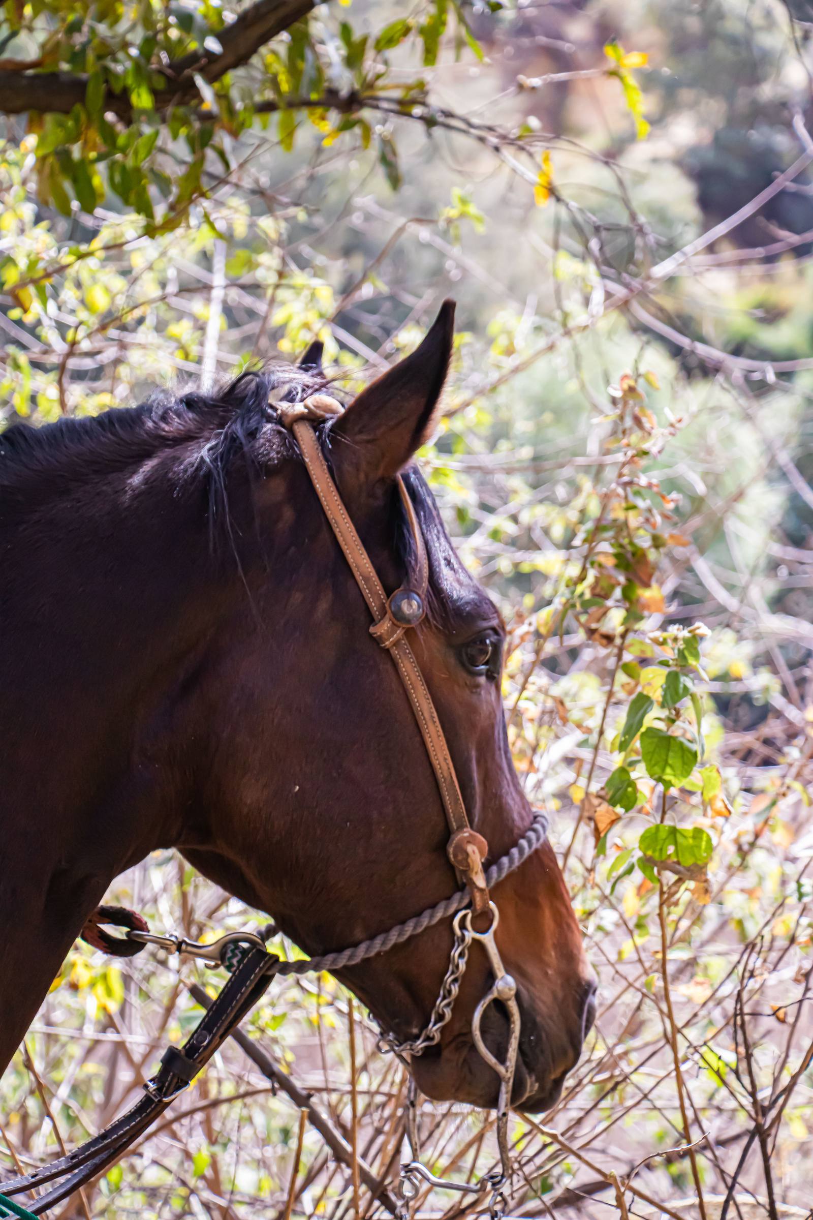 Perfil de un caballo rescatado entre el follaje verde del rancho en Calpan