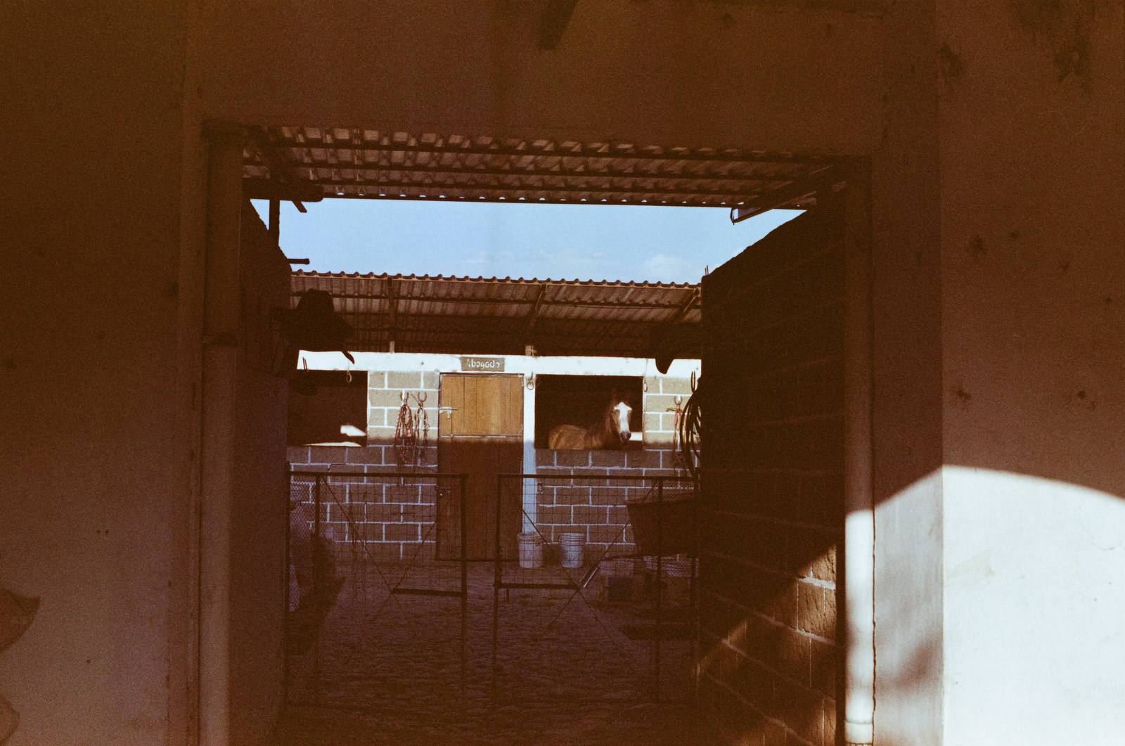 Caballo asomándose desde la puerta del establo durante el taller de cuidado del caballo